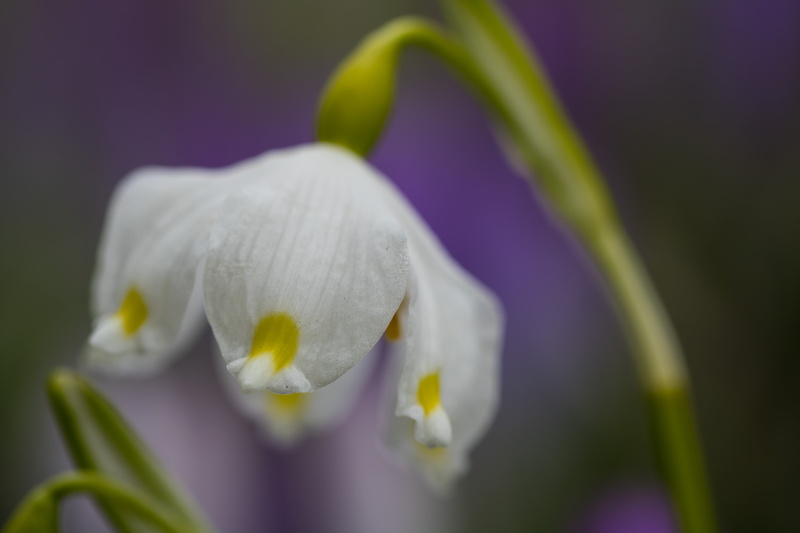 macro, model, 5K, canon, state, f/2, Spring Snowflake, flower, springtime, Botanic garden, Lund, Botaniska trädgården, geo:location, country, petal, photo