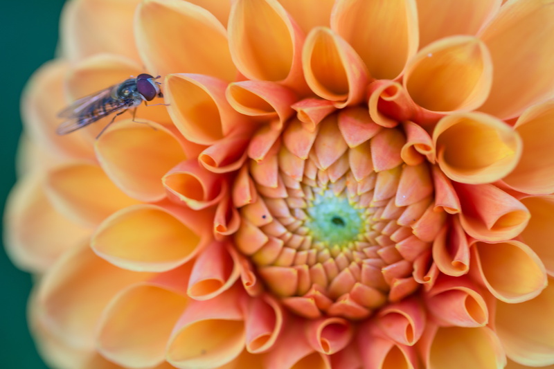 Botaniska trädgården, close-up, selective, macro, orange flower, canon, black, nature, plant, camera, black fly, aperture, swarming, fly, Lund, petal, f/2