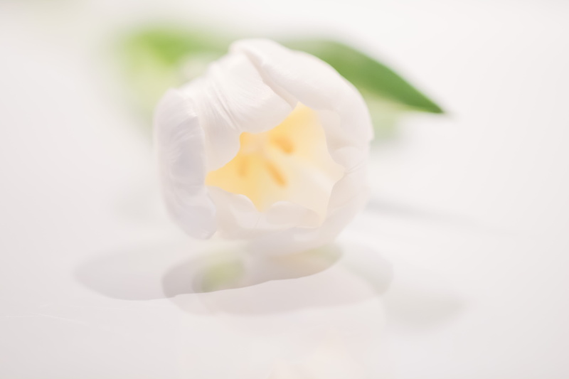 model, Tulip, canon, photo, 760d, flower, petaled, f/2, state, city, 5K, tulpan, lens, white, aperture, country, close, ƒ / 2,8, mm, camera, iso_speed