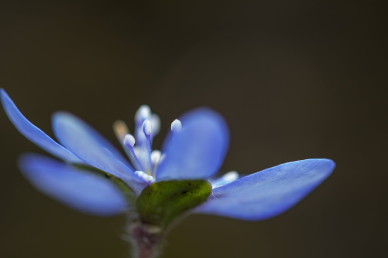 beauty In Nature, city, micro, exif, macro, 760d, camera, focal_length, Botanic garden, state, blue anemone, geo, iso_speed, nature, country, selective