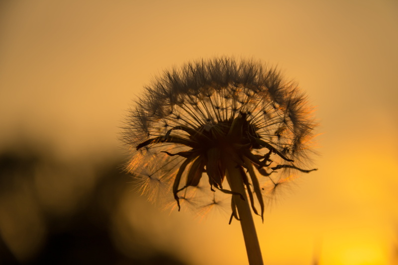 aperture, s18, 5K, mm, photography, exif, f/3.5, geo, macro, city, summer, 760d, macro photography, state, focal_length, plant, canon eos, nature, lens
