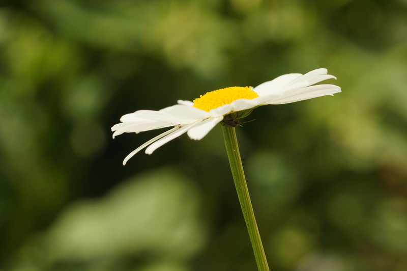 Sony  Alpha, flower, C/D, best, 90mm, nature, summer, gelp, leucanthemum, Popular, Europe, meadow, Rauenberg, Nex-5N, Licht, FD, Leucanthemum Vulgare, Germany