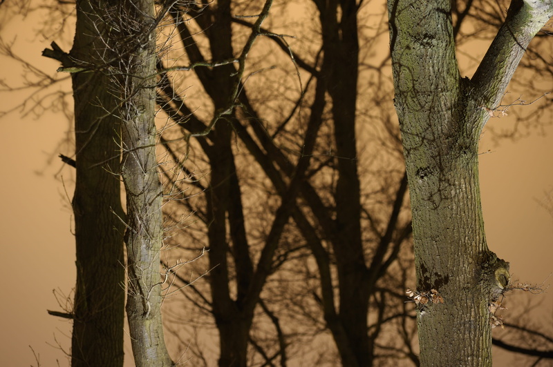 tree, sky, growth, contrast, thorn, close-up, light and dark, branch, outdoors, artificial light, plant, branches, forest, day, beauty in nature, trees