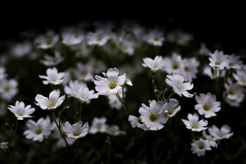 nature, White Flowers, Lights, Dark, photography, macro, flowers, Artificial, 720P