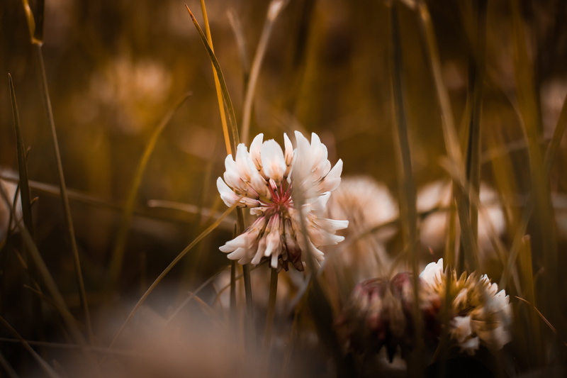field, shallow, white color, petal, butterfly on a flower, land, bell flower, grass, beauty in nature, bright, growth, flower, blossom, birds of paradise flower