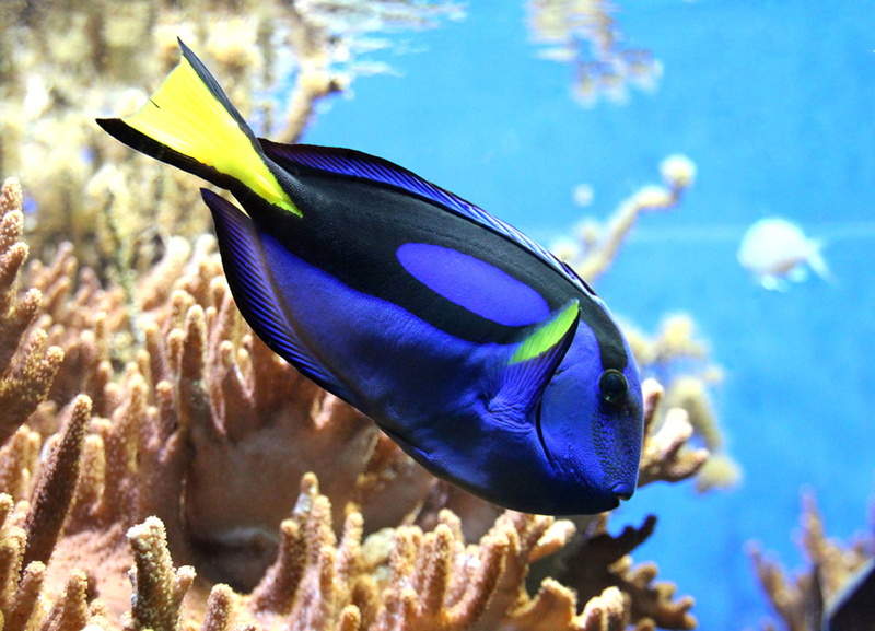 toy, swim, fin, goldfish, underwater, sea life, meeresbewohner, animal, animal themes, purple, ornamental fish, animal wildlife, exotic, coral, water creature