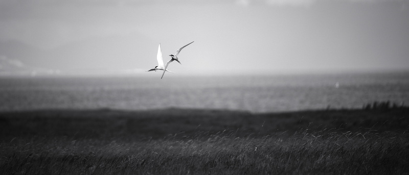 4K, one animal, beauty in nature, water, field, horizon over water, iceland, vertebrate, land, sky, animal, scenics - nature, no people, birds, sea, outdoors