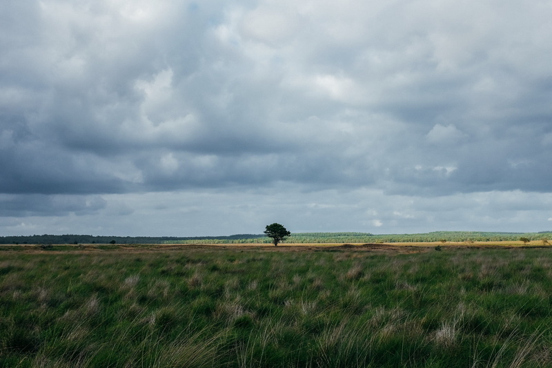 sky, grass, forest, national park, overcast, blue, skies, nature, day, land, wind, 4K, netherlands, tranquility, field, park, plant, environment, symmetry