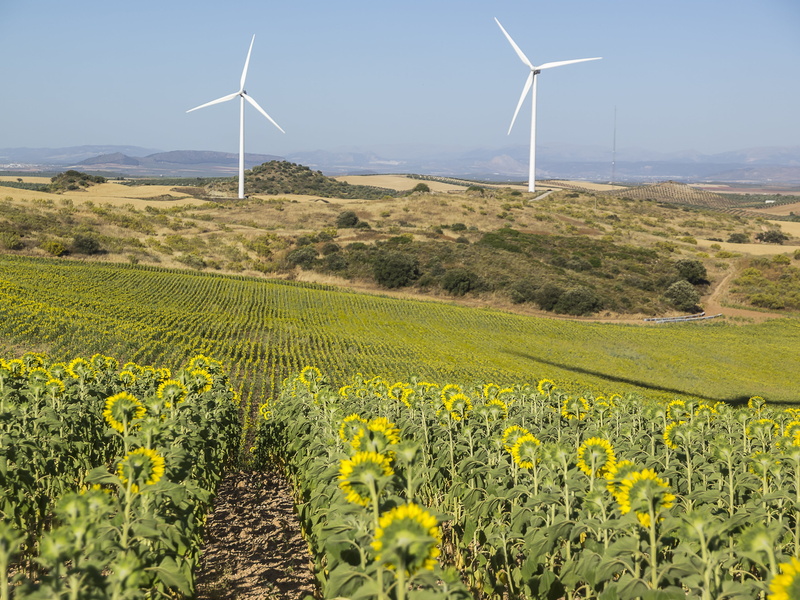 wind turbine, wind energy, plant, sunflowers, fuel and power generation, outdoors, mill, agriculture, rural scene, flowering plant, yellow flower, flower