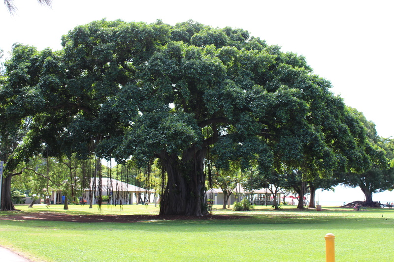no people, 5K, tranquility, tree, land, day, green color, wind, breeze, park - man made space, wood, summer, big tree, landscape, grass, leaf, outdoors