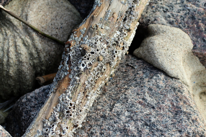 barnacles, rankenfuesser, grey, wood - material, textured, sea freight, lichen, full frame, watt area, flotsam, nature, backgrounds, wood, day, solid, outdoors