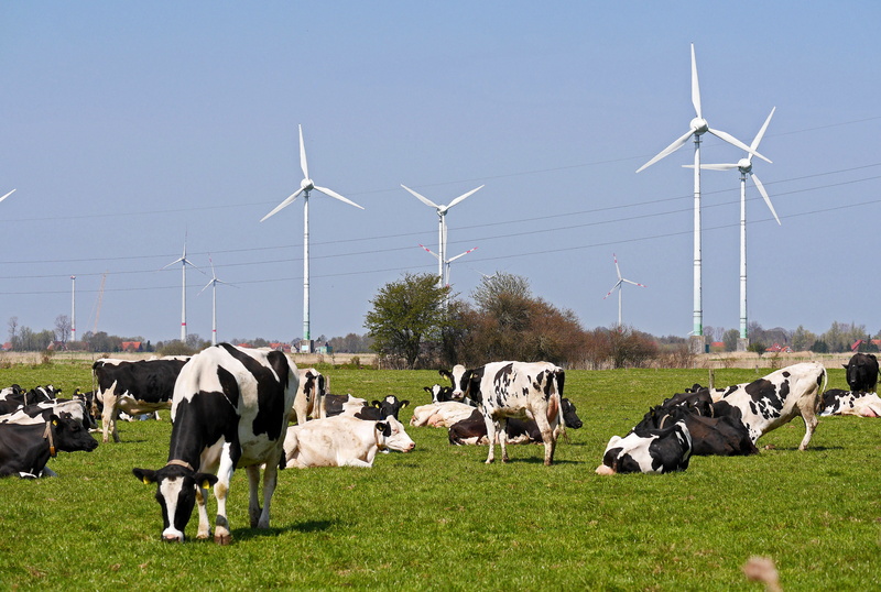 animals, horizon, rural, graze, cows, renewable energy, livestock, wind power, group of animals, bushes, turbine, mammal, field, agriculture, herbivorous
