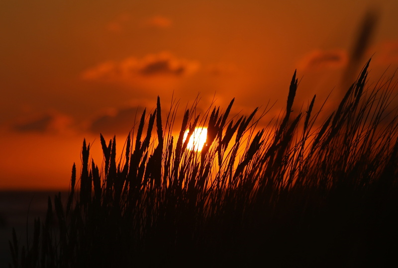 plant, orange color, sun, scenics - nature, sea, land, tranquility, sky, nature, 5K, nordfriesland, dark, marram grass, north sea, dramatic sky, tranquil scene