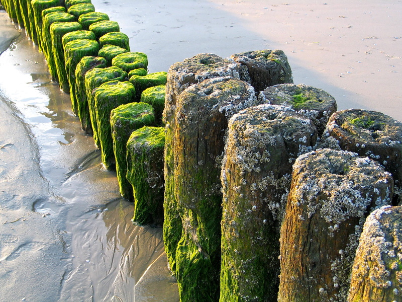 day, green color, no people, beauty in nature, plant, groynes, flowing water, rock - object, north sea, 2K, water, tranquility, sunlight, high angle view