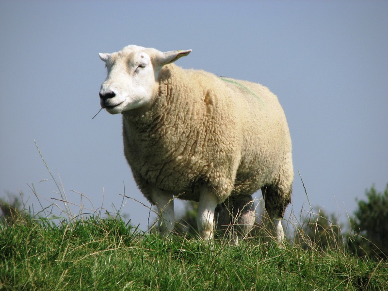 field, day, sheep, nature, herbivorous, grass, clear sky, north sea, 2K, no people, plant, pets, livestock, sky, wool, domestic animals, vertebrate, domestic