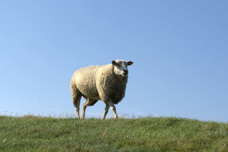 domestic animals, pets, nature, wool, deichschaf, rural Scene, copy space, land, sheep, dike, day, lamb, herbivorous, animal themes, pellworm, no people