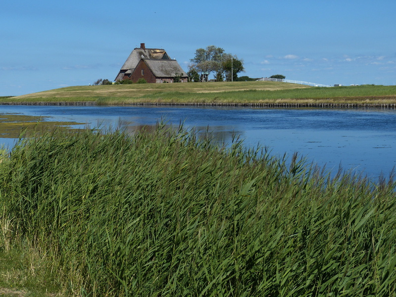 no people, thatched roof, built structure, tranquil scene, building exterior, national park, priel, reed, nordfriesland, nature, green color, scenics - nature