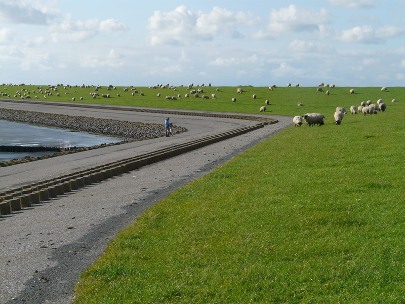 agriculture, group of animals, Dike, green color, road, sky, domestic animals, field, pets, outdoors, Road, farm, nordfriesland, idyll, mammal, nature