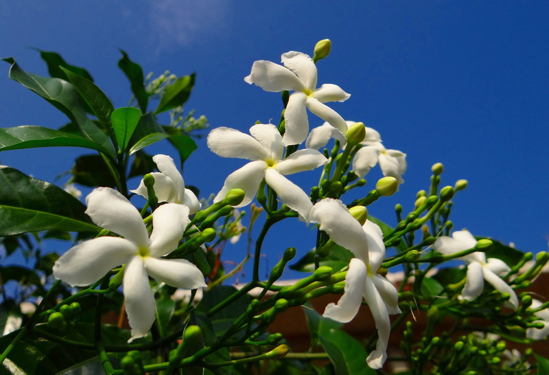 moonbeam, close-up, india, flowering plant, freshness, sky, vulnerability, chandni, jasmine, clear sky, crape jasmine, plant part, tagar, 2K, petal, springtime