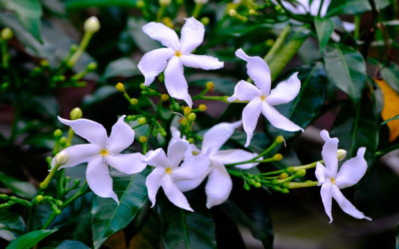 flower, pinwheel, divaricata, tabernaemontana, 2K