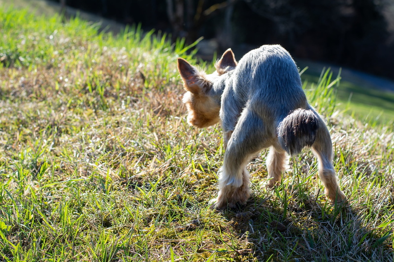 mammal, nature, focus on foreground, cute, small, plant, 2K, livestock, domestic animals, settle kot, business, yorki, of course, meadow, do business