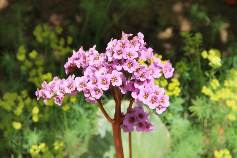 pink color, garden, growth, ornamental shrub, bunch of flowers, botany, plant, beauty in nature, flower garden, flower head, saxifragaceae, flowering plant