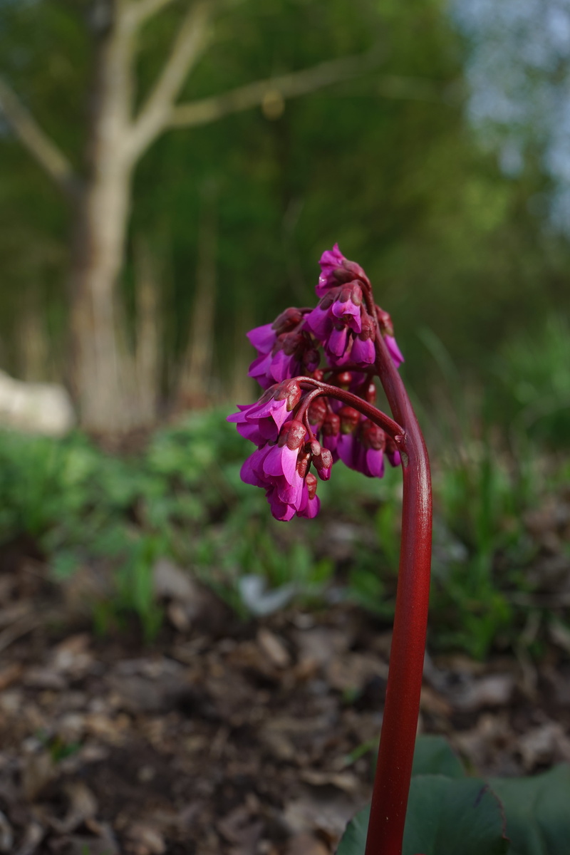 petal, flowering plant, flower, inflorescence, rock crushing plant, bergenia hybrid eroica, outdoors, dark pink, 5K, stalk, nature, no people, growth