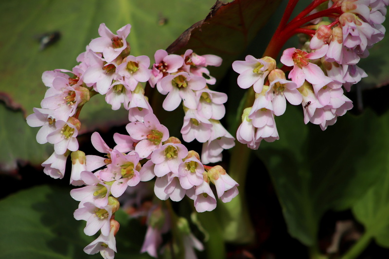 no people, pollen, close-up, blossom, freshness, beauty in nature, flower, focus on foreground, lilac, bunch of flowers, botany, rock crushing plant, day