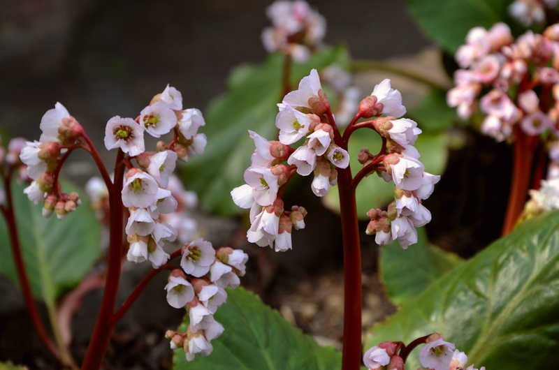 beauty in nature, growth, shrub, day, close-up, flower, flower head, 4K, selective focus, rock plants, outdoors, flower garden, flowering plant, springtime