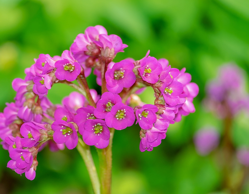 flowers, lilac, beauty in nature, blossom, photography, color, ornamental shrub, fauna, bergenia, 4K, focus on foreground, inflorescence, flowering plant