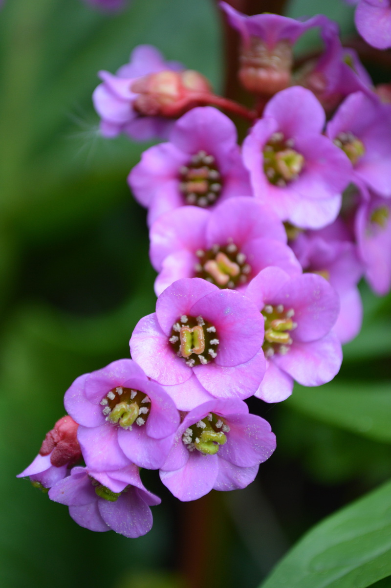 herb, settled wurz, freshness, nature, pink, outdoors, blossom, 5K, flowers, petal, colorful, flower, lilac, pink color, color, focus on foreground, fauna