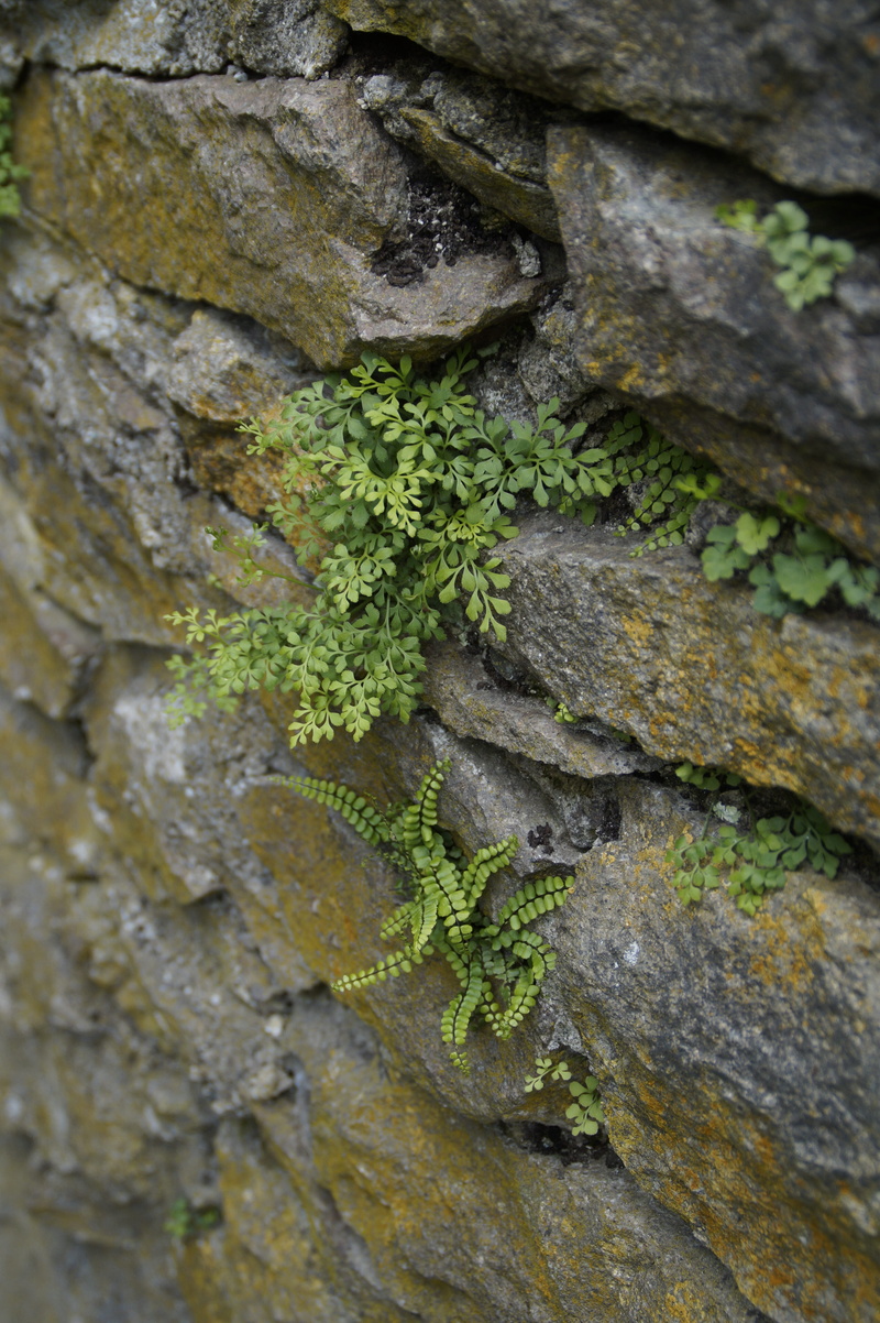 focus on foreground, outdoors, textured, tree, settle, growth, nature, frugal, full frame, wood - material, masonry, tree trunk, no people, day, moss, rock