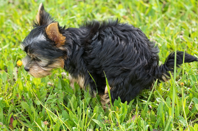 pets, black, meadow, animal themes, animal, domestic, one animal, 2K, day, puppy, vertebrate, land, green color, no people, nature, canine, mammal, small dog