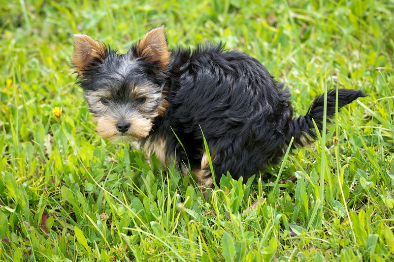breed-dog, settle kot, dog, outdoors, animal, vertebrate, shih tzu, domestic, mammal, small, field, pet, domestic animals, growth, one animal, land, do business
