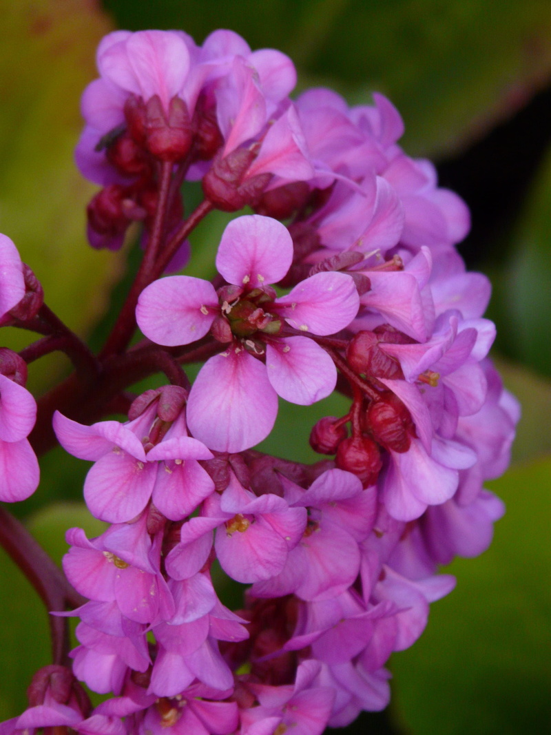 bloom, beauty In Nature, Settled, bunch of flowers, plant, blossom, springtime, 2K, purity, colorful, leaf, fragility, rock plants, pink, herb, inflorescence
