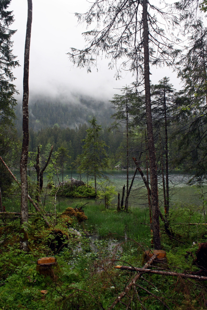 melancholy, day, bayou, growth, tree trunk, beauty in nature, scenics - nature, landscape, hp lovecraft, 4K, hazy, tranquil scene, moor, tolkien, nature