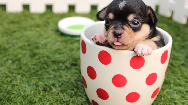 polka, dog, animal head, young animal, animal, domestic, domestic animals, dot, ceramic, cute, mug, pets, small, day, 4K, red, white, animal themes, lawn