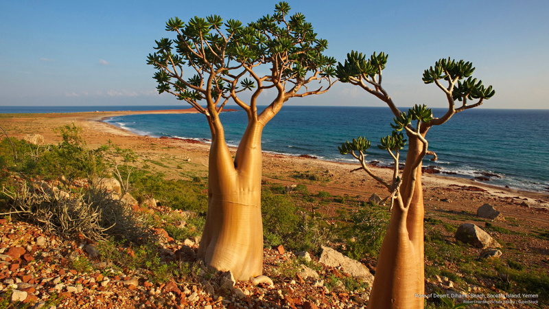 rose, desert, beach, 2K, dihamri, yemen, socotra, Beaches, island