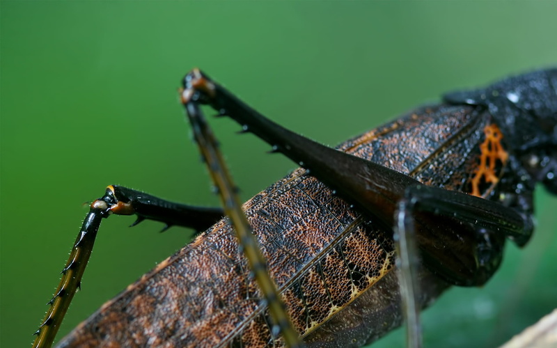 outdoors, one animal, animal, animal wing, green color, selective focus, focus on foreground, animals in the wild, grasshopper, brown, insect, legs, 1080P