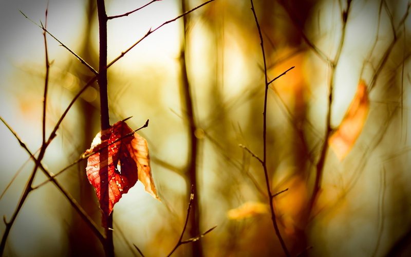 autumn, loneliness, leaf, 2K