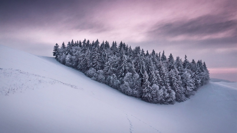coniferous tree, nature, woodland, snowcapped mountain, trees, winter, pine, beauty in nature, pine tree, sky, mountain, 2K, snowing, cold temperature