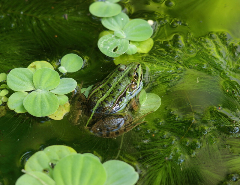 animals in the wild, animal head, day, floating on water, amphibian, animal, śmieszka, leaf, plant, green, one animal, 4K, swimming, green color, animal wildlife
