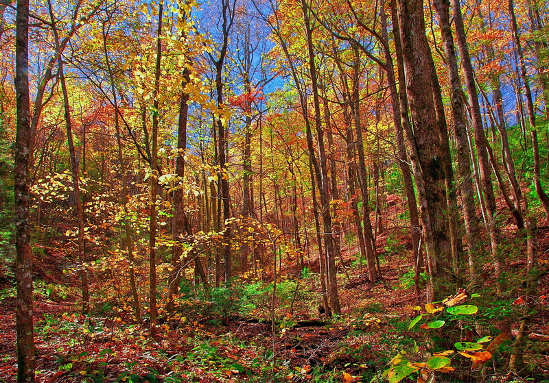 foliage, trees, autumn, 2K, forests, seasons, nature
