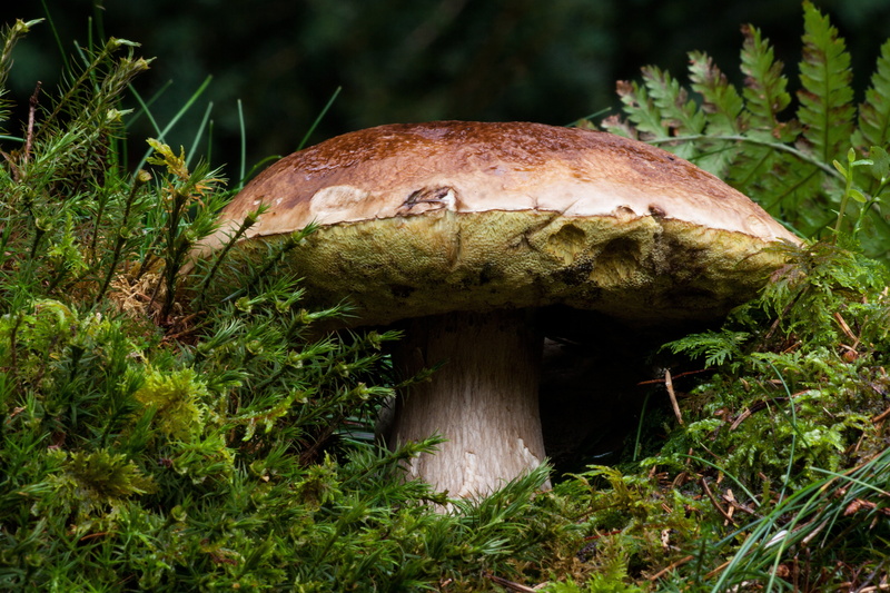 4K, green color, beauty in nature, forest, freshness, vegetable, grass, nature, autumn, fungus, green, mushroom, brown, fern, food, photography, day, noble rot