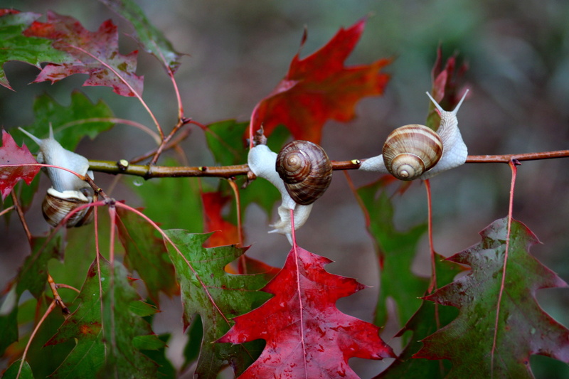 focus on foreground, change, plant stem, plant part, rain, gastropod, animal themes, leaf, plant, branch, close-up, photography, nature, day, animal wildlife