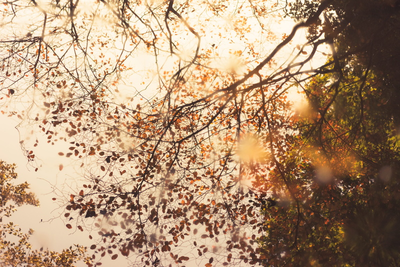 tree, clouds, leaves, plant, rain, sunlight, plant part, fall, reflection, low angle view, tranquility, outdoors, orange, forest, eye, photography, leafe