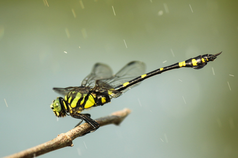 nature, animal body part, plant, animals in the wild, one animal, outdoors, macro, 4K, raining, animal wildlife, Raindrops, black, wildlife, insect, beauty in nature
