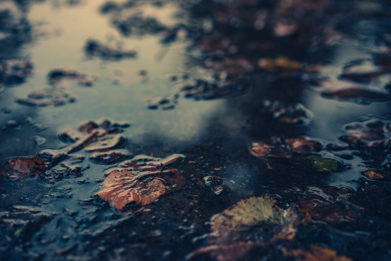 fall, withered, no people, land, floating on water, leaves, plant, tranquility, day, pollution, tree, falling, rain, dry, macro, body, leaf, change, autumn
