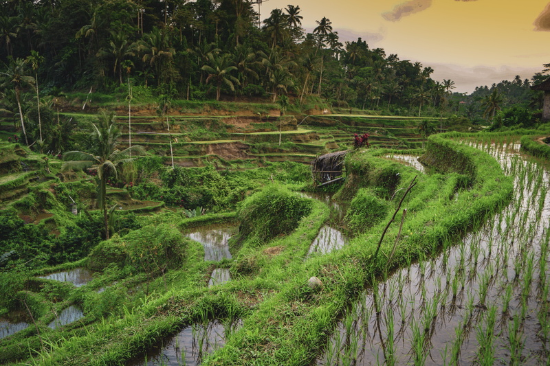 no people, holiday, view, rice, rice paddy, plant, tree, outdoors, beauty in nature, green color, field, tranquility, tranquil scene, landscape