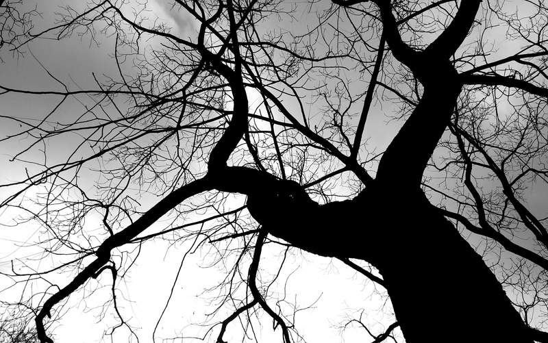 2K, gloomy, tranquility, kahl, high, bare tree, clouds, trunk, low angle view, tree trunk, tree, bare, lifestyles, sky, beauty in nature, day, log, one person